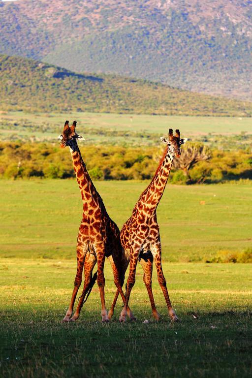 Jambo Mara Safari Lodge Ololaimutiek Quarto foto